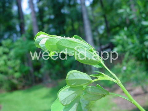 leafflower